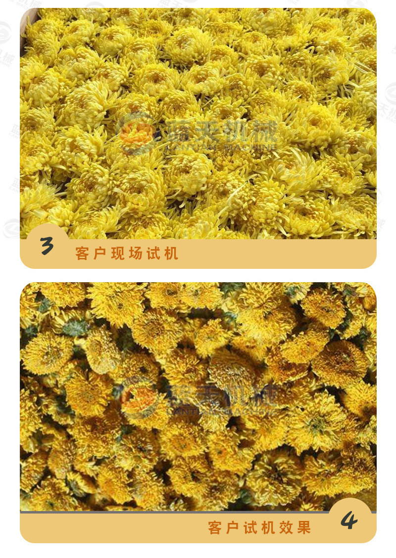 菊花烘干機廠(chǎng)家實(shí)拍