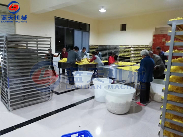 菊花烘干機烘干現場(chǎng)