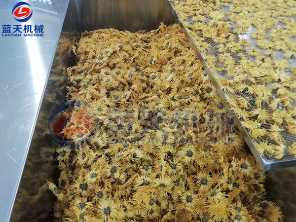菊花烘干機烘干現場(chǎng)
