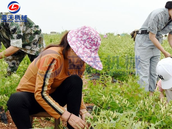 河北邯鄲金銀花烘干機